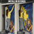Kings Saint Lucia Champions Cricket Door Cover St Lucia Glory Awaits - Wonder Print Shop