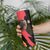 Belgium Coat of Arms Skinny Tumbler Angry Lion