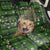 Cat Christmas Tree Back Car Seat Cover Xmas Holiday Patterns - Wonder Print Shop